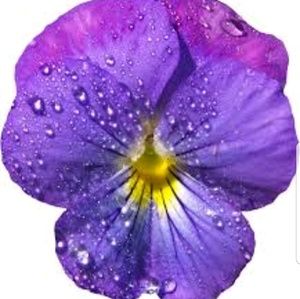 Meet your Posher, Jayden